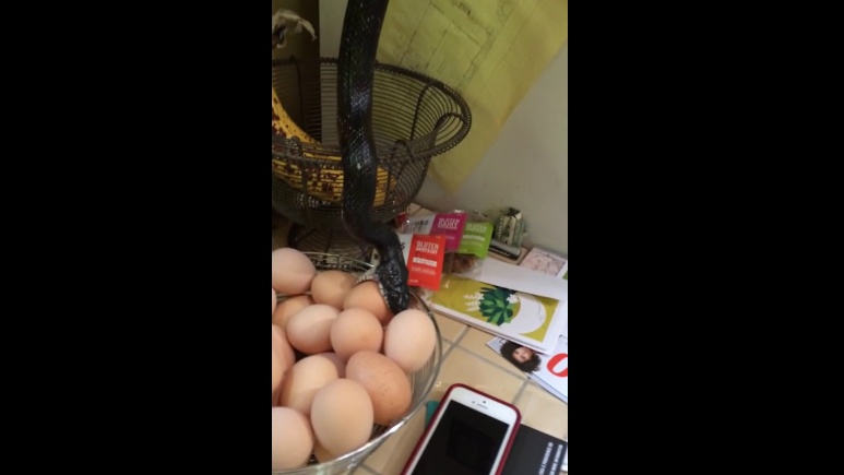 بالفيديو- هذا ما فعلته هذه المرأة بعد أن تسلل ثعبان مرعب إلى مطبخها