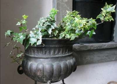 بالصور - اليك افضل 10 نباتات لتنقية الهواء داخل المنزل، اكتشفوها