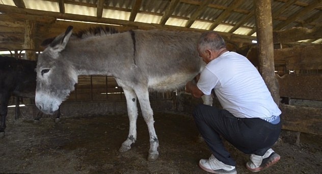 لن تصدقوا... أغلى جبنة في العالم مصنوعة من حليب الحمير! إليكم التفاصيل