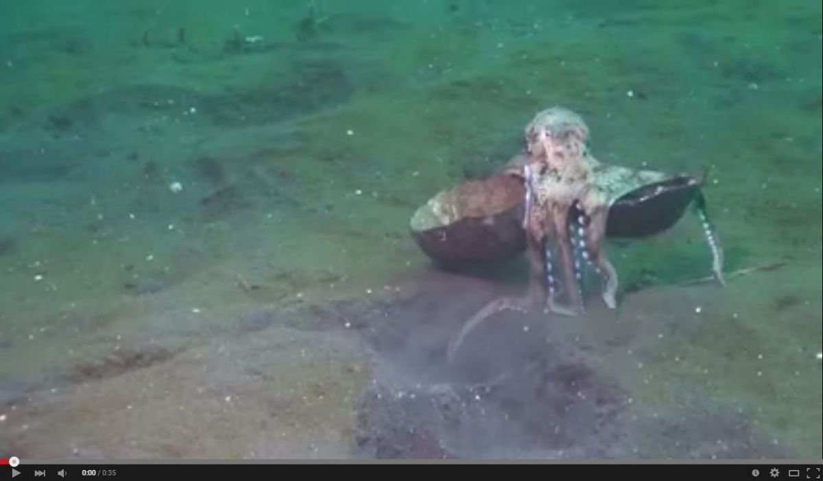 بالفيديو – أخطبوط فاجأ العلماء بذكائه، شاهدوا لماذا!