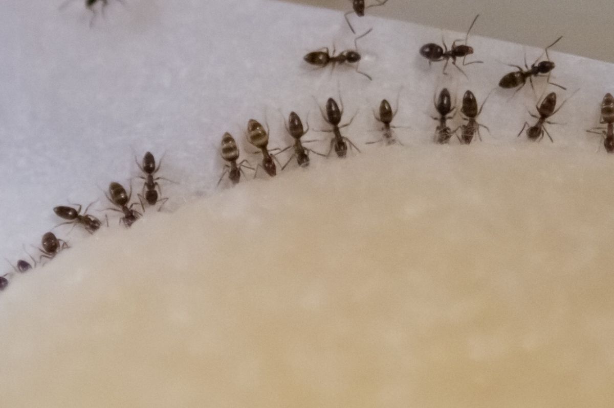 وصفة منزلية من قارئات لها للتخلص من النمل نهائياً