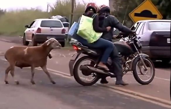 ماذا فعلت هذه العنزة لتحصل على 33 مليون مشاهدة؟