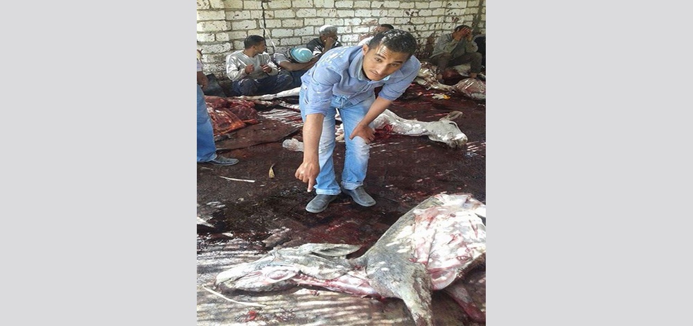 بالصور: في أي بلد عربي تم ضبط مزرعة لبيع لحوم الحمير؟ إنتبهوا