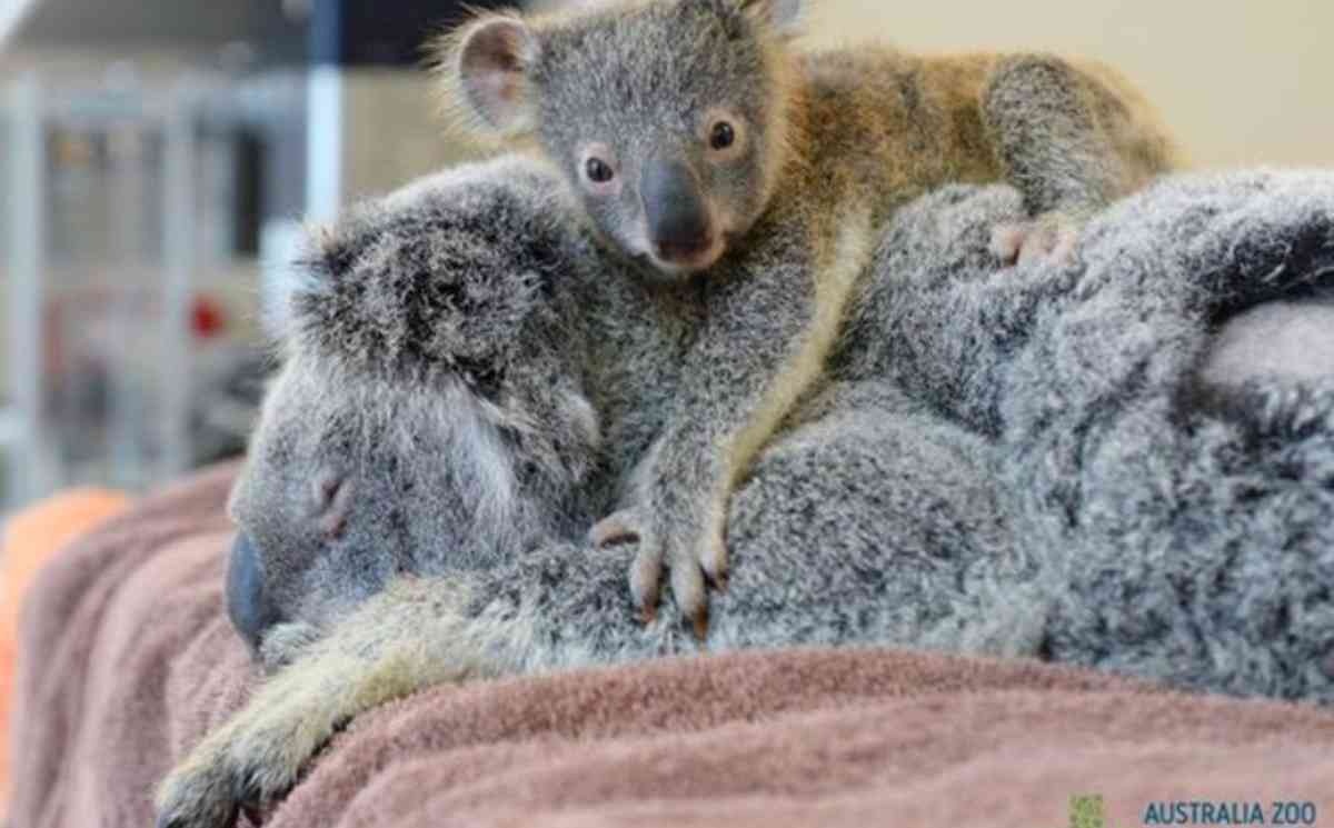 بالصور - صغير كوالا يعانق والدته خلال خضوعها لعمليّة