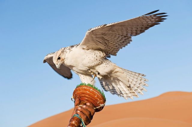 صيد بالصقور