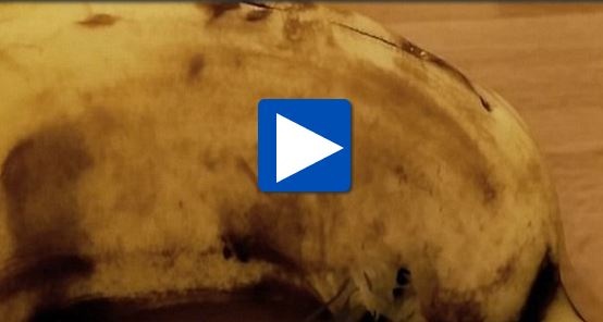 بالفيديو شاهد كيف خرج العنكبوت من الموزة