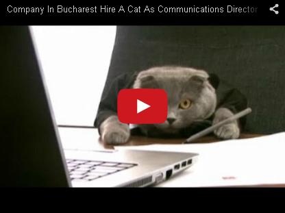 بالفيديو – شركة رومانية تعيّن هرّاً مديراً للإتصالات فيها