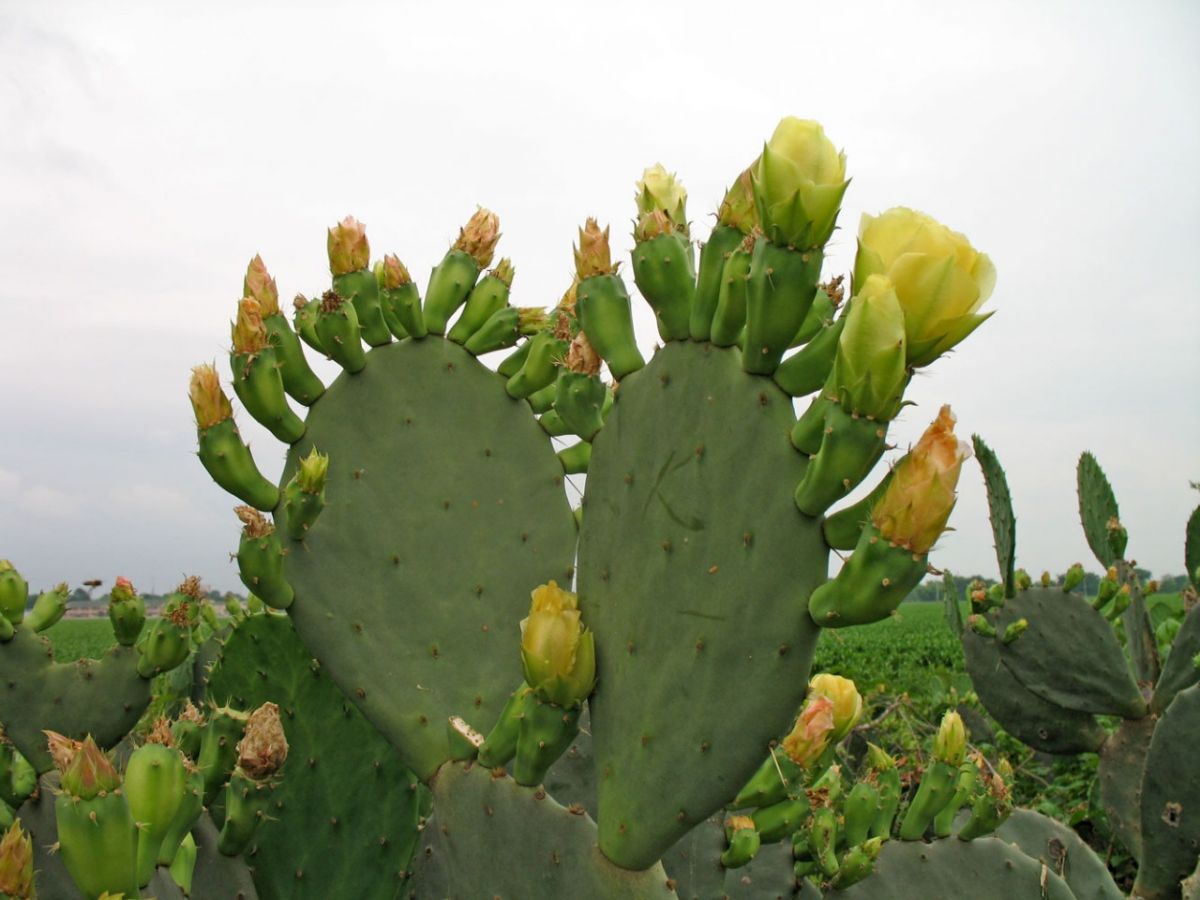 مياه الصبار تخلّصك من التجاعيد وتجعلك أنحف... وماذا بعد؟