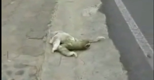 فيديو- مخلوق غريب يشغل فايسبوك.. تعرفوا عليه