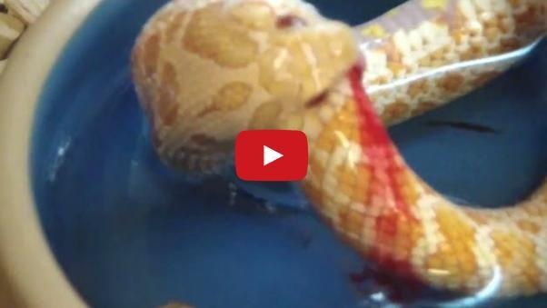 بالفيديو- ثعبان ينتحر ملتهماً نفسه