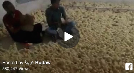 بالفيديو: شاهد كيف يقوم هذان الشابان باستدعاء الكتاكيت؟