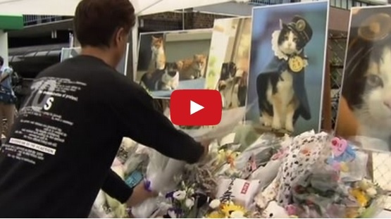 بالفيديو ـ جنازة مهيبة في اليابان... لقطة!