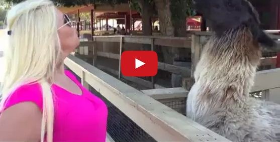 بالفيديو – لاما تتف على شقراء حاولت تقبيلها