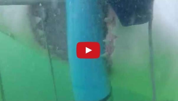 بالفيديو – قرش يهاجم غوّاصين هواة