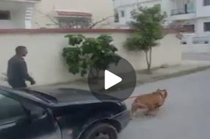 بالفيديو- كلب خارق يسحب سيارة!