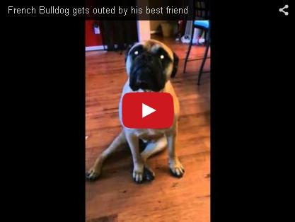 فيديو مضحك - كلب يتّهم صديقه بتخريب المنزل أمام صاحبه والآخر يستاء!