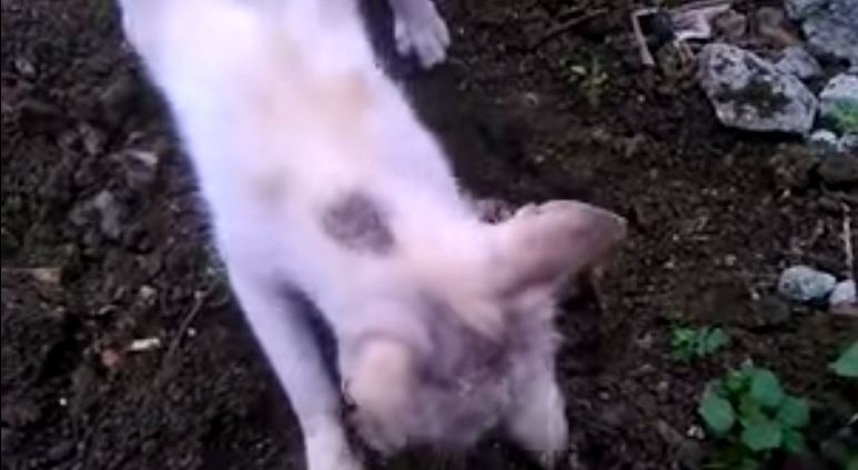 بالفيديو ردّة فعل غريبة ومؤثرة لهرّة مات صغيرها