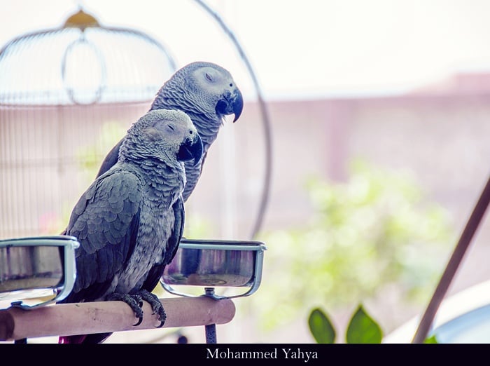 هوس تربية الحيوانات: هروب من الوحدة أم افتقار للصداقة؟