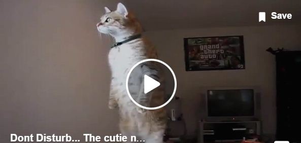 بالفيديو- هذا القط يسير على اثنتين فقط