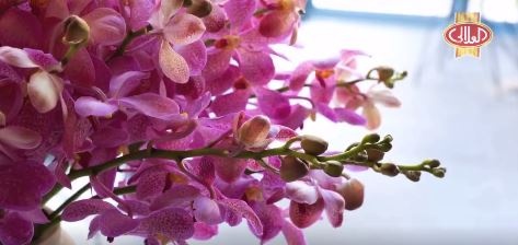 عطّري منزلك في العيد بهذه الطرق البسيطة، بإبرة طبية واسفنجة وبعض الماء الساخن!