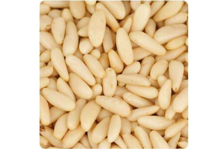 الصنوبر مصدر الطاقة