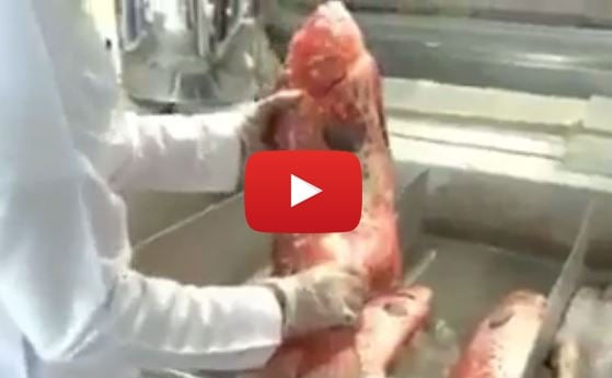 مواقع التواصل الاجتماعي تشتعل بفيديو خبير أسماك يكشف اسرار وفضائح مطاعم ومحلات الاسماك