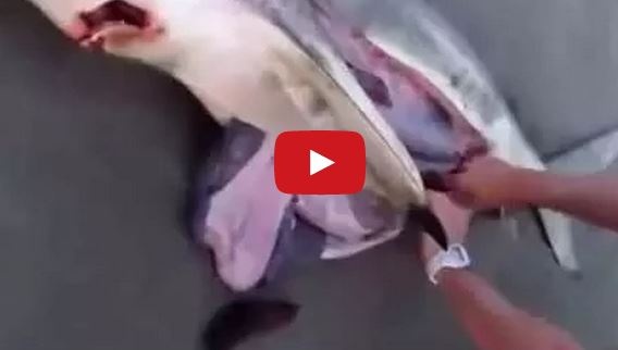 بالفيديو- استخراج 3 مواليد أحياء من قرش ميت... غير مناسب لذوي القلوب الضعيفة