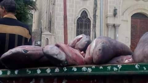 ما حقيقة هجوم أسماك القرش على شواطئ الإسكندرية؟