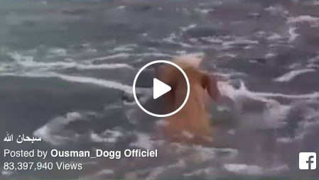 بالفيديو- دلفين ينقذ كلباً يفرق من أسنان قرش
