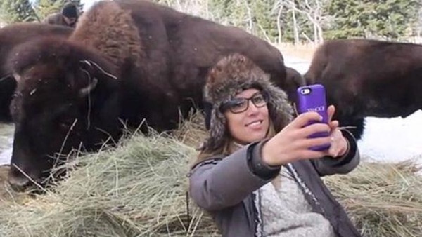 ثور أميركي ينطح امرأة حاولت التقاط صورة 