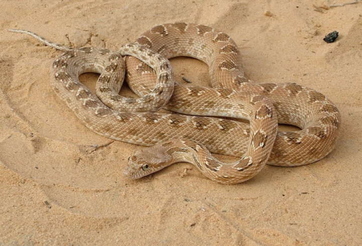 انتبهوا جيداً  - اكتشاف ثعبان بـ4 أطراف يغيّر نظرية تطور الثعابين! فماذا كانت؟