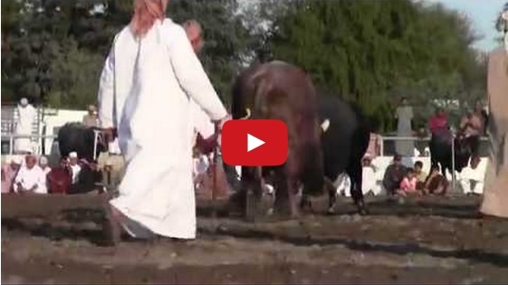 بالفيديو ـ مصارعة بين ثورين تتحوّل مصارعة بين صاحبيهما!