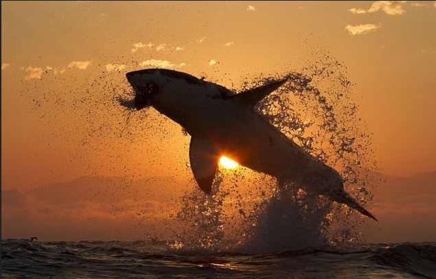 صور وفيديو- 10 أماكن تحتلها الحيونات