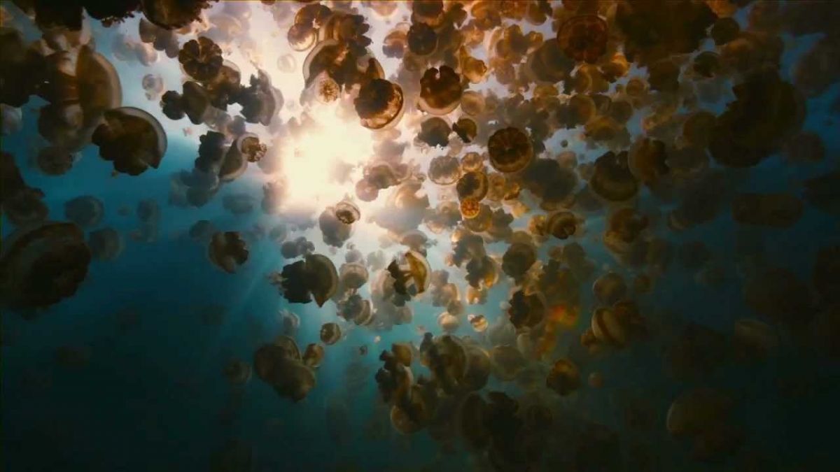 هذه هي أخطر أماكن لممارسة السباحة أو الغطس في العالم