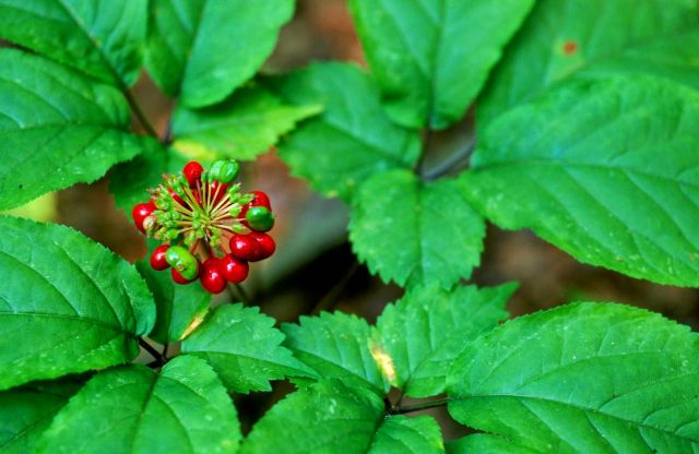 علاجات هندية لعلاج مشكلة الخصوبة.. تعرفوا عليها