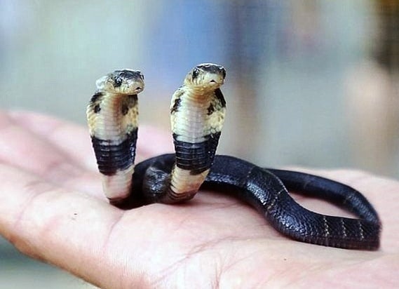 بالفيديو ثعبان كوبرا نادر برأسين