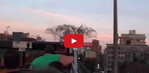 بالفيديو ـ طيور ترسم وجه الرئيس الروسي في سماء أميركا