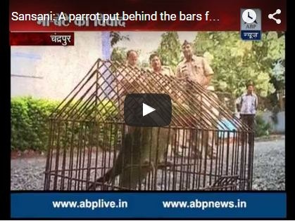 بالفيديو - اشتكت على ببغاء ابنها لاهانته لها، إليكم التفاصيل