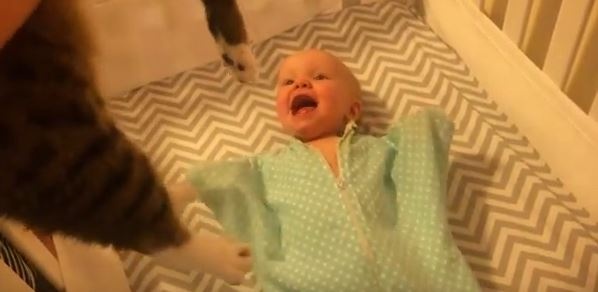 بالفيديو- ردّ عفوي لرضيع يرى قطة لأول مرة