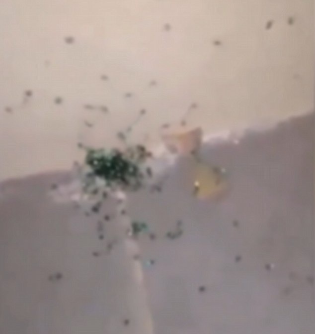 بالفيديو- انفجرت العنكبوت فولدت المئات منها... لا تشاهد اذا كنت تخاف من العناكب!