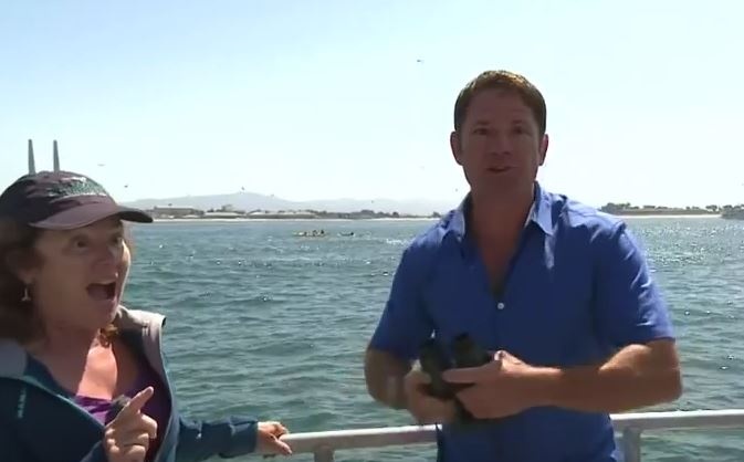 بالفيديو- مذيع يفقد أعصابه على الهواء عند رؤية حوت