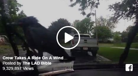 فيديو حصّل أكثر من 9 ملايين مشاهدة - غراب عنيد جداً لن تصدقوا ماذا يفعل