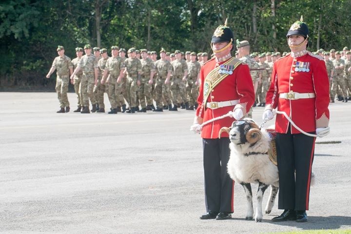 بالصور- خروف يحصل على رتبة رقيب في الجيش البريطاني