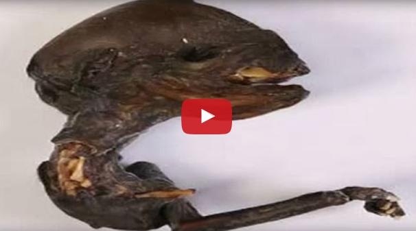 بالفيديو– هل عثر على مخلوق فضائي في روسيا؟