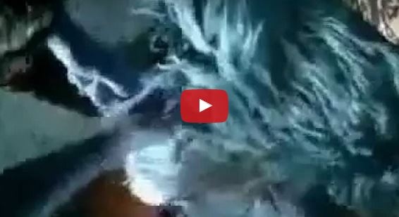 بالفيديو- براز خراف أغلى من الذهب في الأردن!