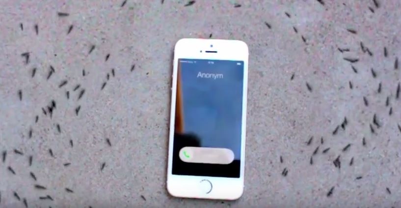 بالفيديو- لماذا يدور النمل حول الآيفون؟