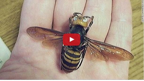 بالفيديو - سم الدبابير يقتل الخلايا السرطانية