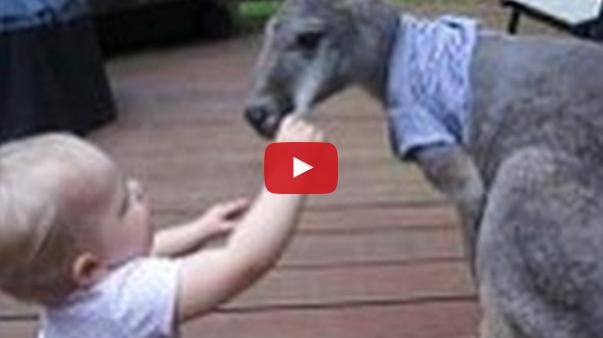 بالفيديو– صداقة غريبة بين طفل وكانغارو