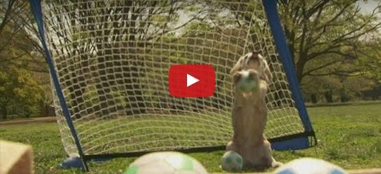 بالفيديو - كلبة في حراسة المرمى تدخل موسوعة غينيس