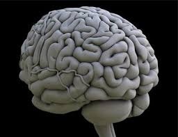 دراسة جديدة- هكذا يؤثر العمل الليلي على مخ الانسان... احذروا قتل خلايا مخكم